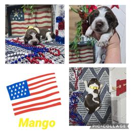 Girl 2 Mango - Liver white and tan female English Springer Spaniel puppy in Saginaw, Michigan from Kemerer Springers