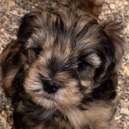Bristol - Merle male Schnoodle puppy in Placerville, California from Rpuppies