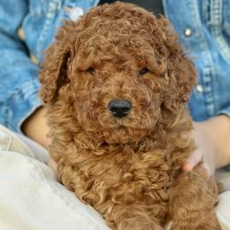 Joe - Red  male Poodle puppy in Grimsley, Tennessee from Above Standard Poodles