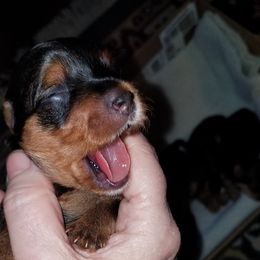 Yorkipoo and Yorkshire Terrier Puppies from Danza Bolo