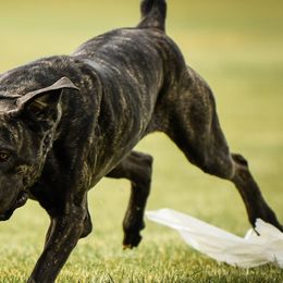 Cane Corso from Dracone's Kennels