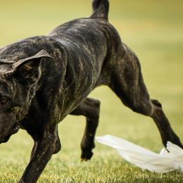 Cane Corso from Dracone's Kennels