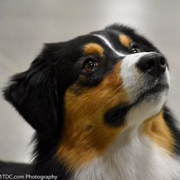 Australian Shepherds from Brody Aussies