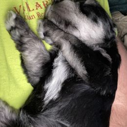 Miniature Schnauzer and Poodle Puppies from Bits & Bytes Farm