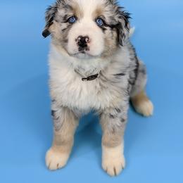 Australian Shepherd Puppies from MilkyWay Aussies with Tails