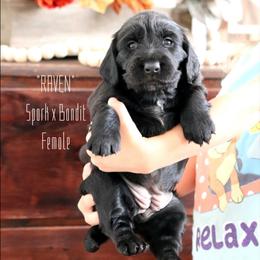 English Cocker Spaniel Puppies from HighBrassGunDogs