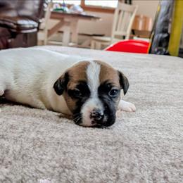 Ryder - Tri-color male Russell Terrier puppy in Sandown, New Hampshire from Patch Wood Irish Jacks