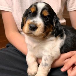 Anne - Black white and tan female English Springer Spaniel puppy in Battle Creek, Michigan from Eden Springer Spaniels