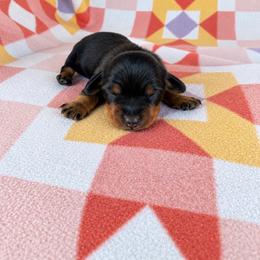 Boy 1 - Black and tan male Dachshund puppy in Oklahoma from Red Oak Long Dogs