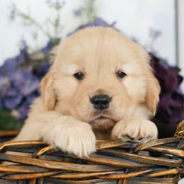 Ms Teal - Golden female Golden Retriever puppy in Moapa, Nevada from Little Bitta Luck Farms
