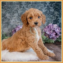 Niall - Red  male Goldendoodle puppy in Connersville, Indiana from Deaz Doodle Ranch