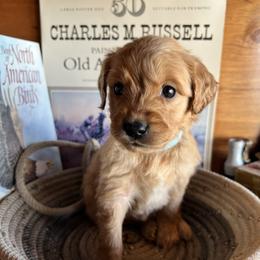 Light Blue - Golden male Golden Retriever puppy in Leadore, Idaho from Gunsight Goldens
