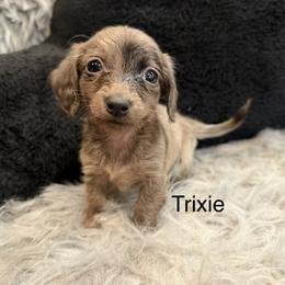 Trixie - Dapple female Dachshund puppy in Cabool, Missouri from Dachshund's of Country Magic Farms in Missouri