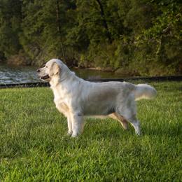 Blossom - Golden Retriever