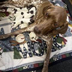 Braque Francais Pyrenean Puppies from Avon’s Braque Francais Kennels