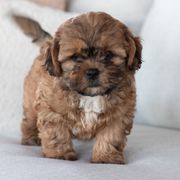 Maltipoo, Shichon, and Shihpoo Puppies from Timbercreek Puppies