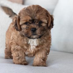 Maltipoo, Shichon, and Shihpoo Puppies from Timbercreek Puppies