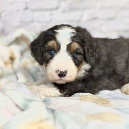 Baylor - Blue merle male Bernedoodle puppy in Moulton, Iowa from Shondel Puppy Paws