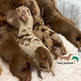 Boy 3 - Dapple male Dachshund puppy in Fort Lauderdale, Florida from Tropic Dachshunds