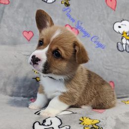 Pembroke Welsh Corgi Puppies from Pawm Springs Corgis