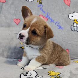 Pembroke Welsh Corgi Puppies from Pawm Springs Corgis