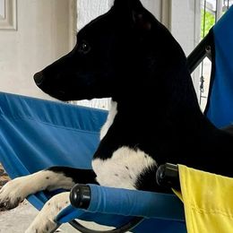 Rat Terriers from Felixville Rat Terriers