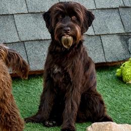 Dark chocolate - Chocolate male Australian Labradoodle puppy in Anderson, California from Shaggy Doodles