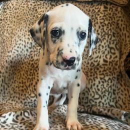 M and M - White and black female Dalmatian puppy in Austin, Texas from Dazzling Dalz