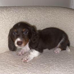 Weston - Piebald male Dachshund puppy in Washburn, Tennessee from Clinch Mountain Dachshunds