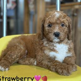 Strawberry - Red female Bernedoodle puppy in Lancaster, Minnesota from Richardville Hunde