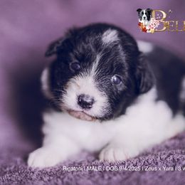 Rigatoni - Black and white male Border Collie puppy in Bryantown, Maryland from Bellaclan Border Collies