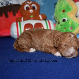 Girl 1 - Cockapoo puppy from Sugar and Spice Cockapoos