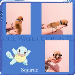 Squirtle - Red male Pembroke Welsh Corgi puppy in Kiowa, Colorado from Cool Water Corgis LLC