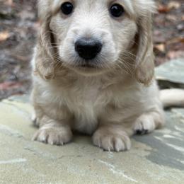 Dachshund Puppies from Taylored Dachshunds