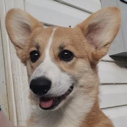 Pembroke Welsh Corgi puppies from Cajun Creek's