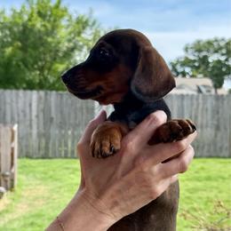 Jim - Red male Dachshund puppy in Sulphur Springs, Texas from Waggin Beach Paradise Doxies