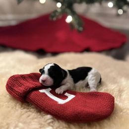 Cavapoo Puppies from MoonBeam Pups