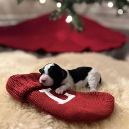 Cavapoo Puppies from MoonBeam Pups