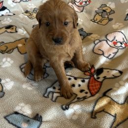 Miss Purple - Dark golden female Golden Retriever puppy in Garland, Texas from Rangel Family Goldens