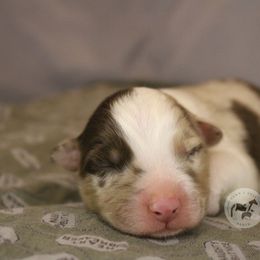 Kilo - Red merle male Australian Shepherd puppy in Colorado Springs, Colorado from Dawn 2 Dusk Ranch