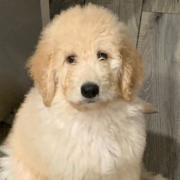 Goldendoodles from Doodle Diva Dogs
