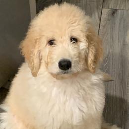 Goldendoodles from Doodle Diva Dogs