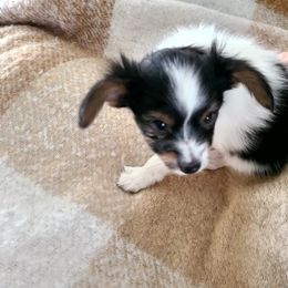 Papillon Puppies from Happy Paps