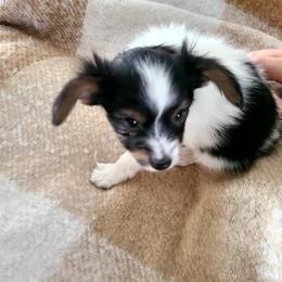 Papillon Puppies from Happy Paps