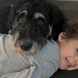 Bernedoodles from Wroth's Pawsibilities