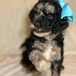 Cockapoo and Goldendoodle Puppies from Jax Doodles