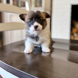 Scrunchie - Red female Pembroke Welsh Corgi puppy in Payson, Utah from Spring Creek Aussies + Corgis
