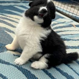 Collie and Companion Cross Puppies from Dreamdale Companions