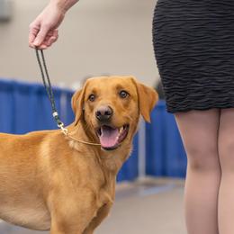 Labrador Retriever All Grown Up from Mo Ghra' Labrador
