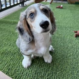 Dachshund Puppies from River Run Dachshunds